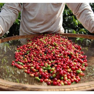 Cafe-Brasil-San-Rafael-Cerrado-Mineiro